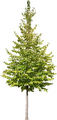 Obraz premium Carpinus betulus - Hainbuche