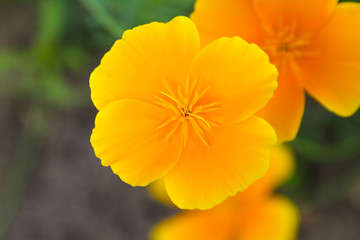 yellow flower
