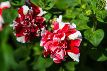 Obraz premium red flowers in the garden