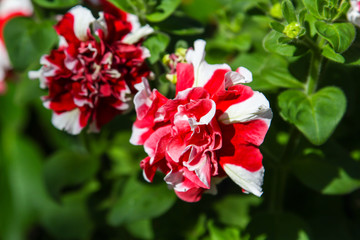 Fototapeta premium red flowers in the garden