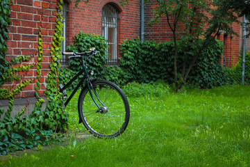 An antique green backyard of the garden with retro bicycle, ivy on the brick wall. The house or...