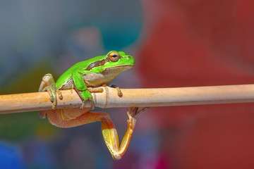 Beautiful Europaean Tree frog Hyla arborea - Stock Image