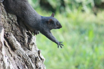 Squirrel uses the force.  (Story- He didn't feel like getting off the tree to try to reach for the bread he was eating got lazy and tried to reach for it. Awe its just too far out of reach.. lol)