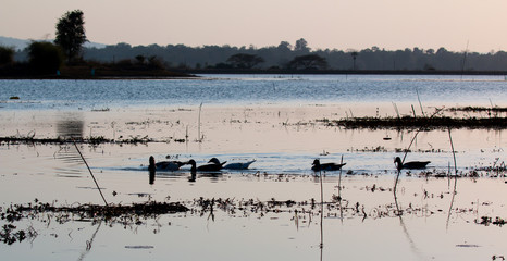 Geese on a Mekong river