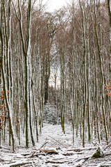 densely overgrown fir forest in winter with lots of snow 