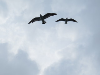 flock of seagulls flying in the sky