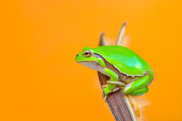 Beautiful Europaean Tree frog Hyla arborea - Stock Image