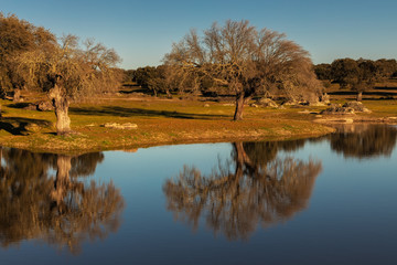 Obraz premium Landscape with trees reflected in water near Arroyo de la Luz. Extremadura. Spain.