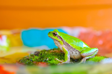 Beautiful Europaean Tree frog Hyla arborea - Stock Image