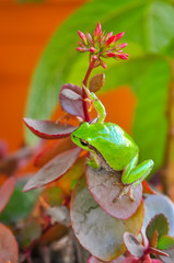 Beautiful Europaean Tree frog Hyla arborea - Stock Image