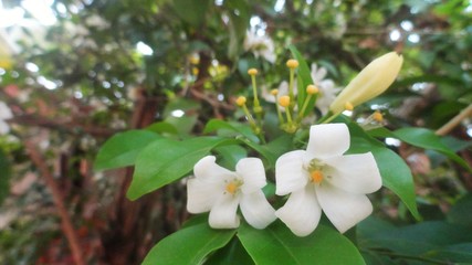Beautiful white flower on blur background