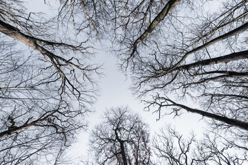 arbre silhouette branche bois cime hiver chêne bras