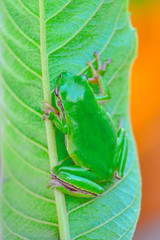 Beautiful Europaean Tree frog Hyla arborea - Stock Image