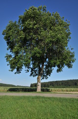 Fototapeta premium Fraxinus - Esche