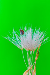 Beautiful Ladybug on dandelion defocused background