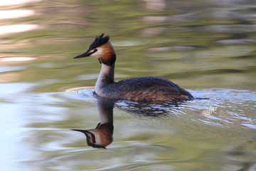 Great crested grebe swimming on a pond with soft colors and beautiful reflection
