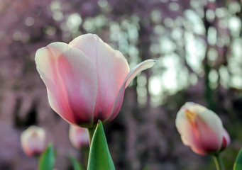 Naklejka premium Pink tulips from below with soft, out of focus background