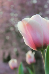 Pink tulip close-up with soft, out of focus background