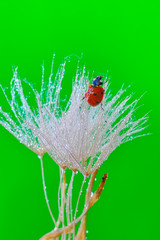 Beautiful Ladybug on dandelion defocused background