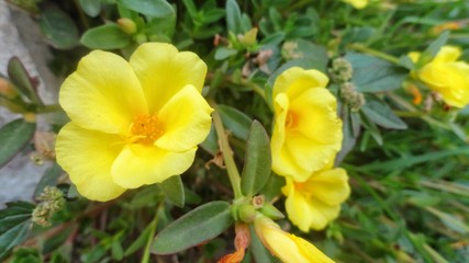 Beautiful yellow flower and green leaf.Scientific name Portulace grandiflora.Popular planted in hanging pots for home and garden decoration.