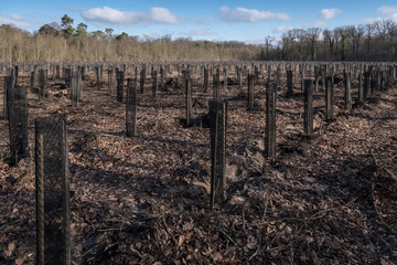 Fototapeta na wymiar forêt gestion plantation arbre planter forestière reboiser bois terrain