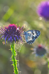 Closeup   beautiful butterfly sitting on flower
