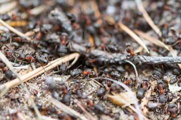 Forest ants in an anthill closeup