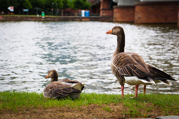 Resting ducks in the river shore in the city. Birds and animals concept from Frankfurt am Main, Germany.