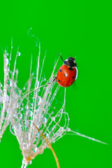 Beautiful Ladybug on dandelion defocused background