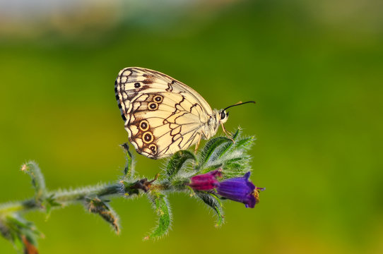 Closeup beautiful butterfly sitting on flower © blackdiamond67