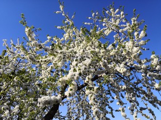 white flowers of cherry tree in spring