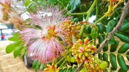 Beautiful pink flower and green leaf.Scientific name Samanca Saman.Name Rain Tree.
