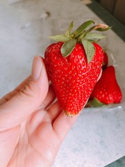 Obraz premium Close up red juicy delicious strawberry with a bite and whole hand holding strawberry summer fruit healthy super big 