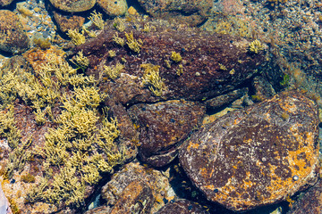 Colourful marine rocks background with sea flora in ocean environment