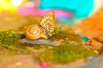 Closeup butterfly on snail