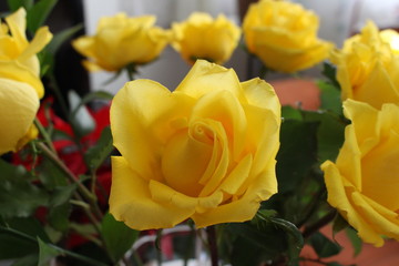 Rosas amarillas
