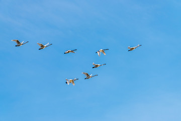 Tundra Swans Fly Over Middle Creek Wildlife Management Area in Pennsylvania
