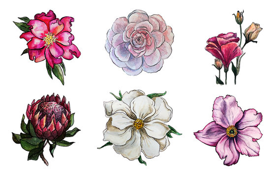 set of six pink and white flowers, protea, peony, dogrose, wildrose, lisianthus isolated
