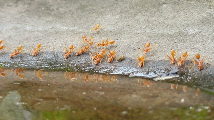 The ant colony. Teamwork, Nature background.Having the same gaol to make successful.