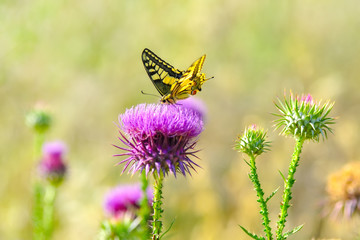 Closeup   beautiful butterfly sitting on flower © blackdiamond67