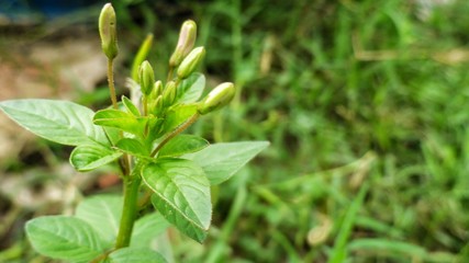 Nature blurred background. Forest and Beautiful flower. Natural decoration. Agricultural knowledge on pest control