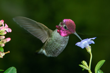 This is a photograph of a male hummingbird visits blue flower © FreebillyPhotography