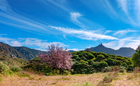 Blooming almond tree in the countryside of Gran Canaria, Spain