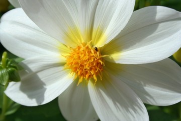 Obraz premium Insecte sur une pâquerette