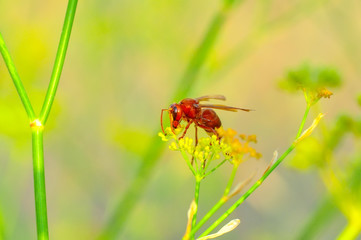 Beautiful Median wasp (Dolichovespula) portrait - Stock Image