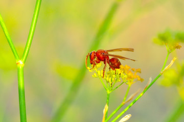 Beautiful Median wasp (Dolichovespula) portrait - Stock Image