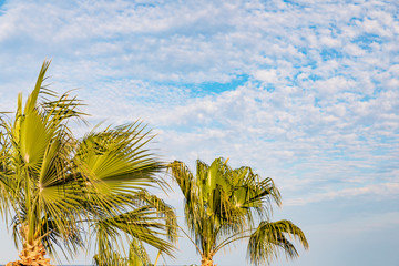 Palmen unter blauem Himmel