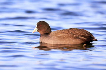 Eurasian Coot ( Fulica Atra ) swimming in the lake
