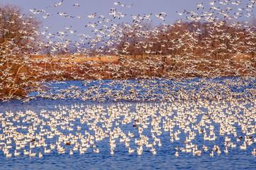 Snow Geese Take Off at Middle Creek Wildlife Management Area in Pennsylvania