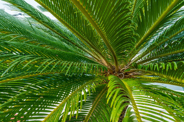 Green leaves of a  tropical coconut palm